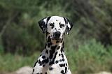 DALMATIEN 272